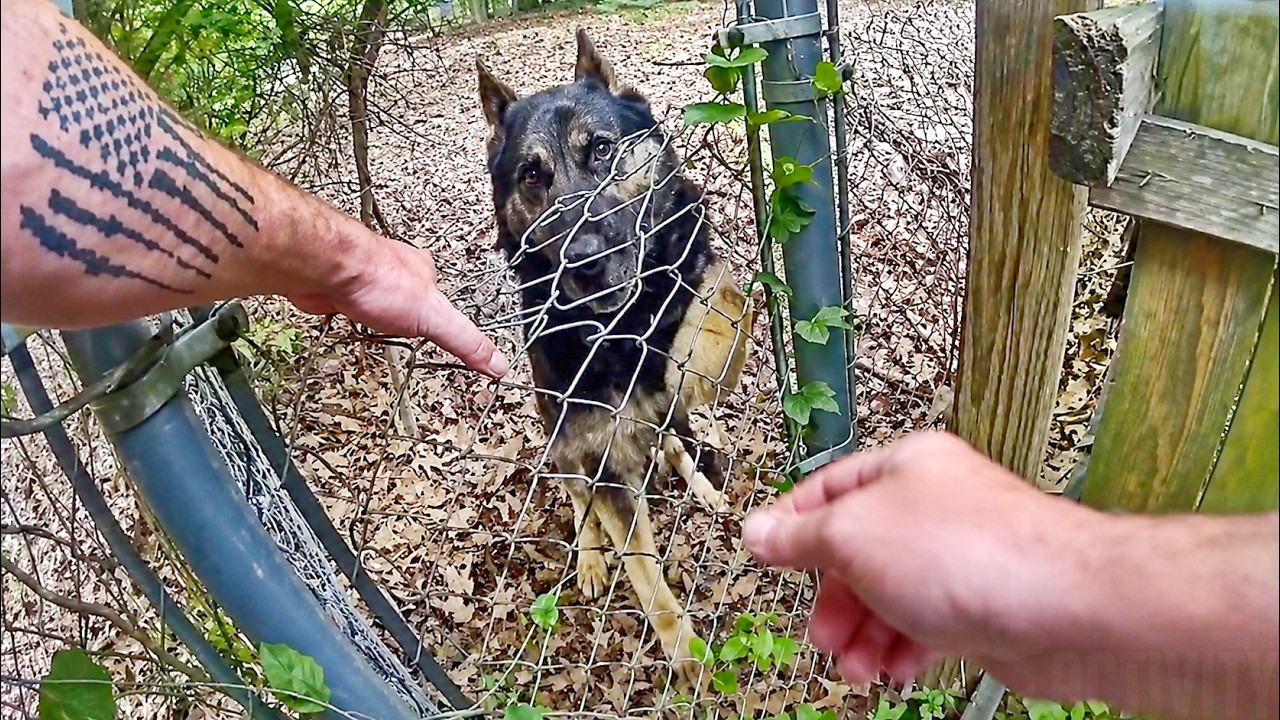 Thumbnail for Police K9 Bites His Handler During Search For Fleeing Suspect