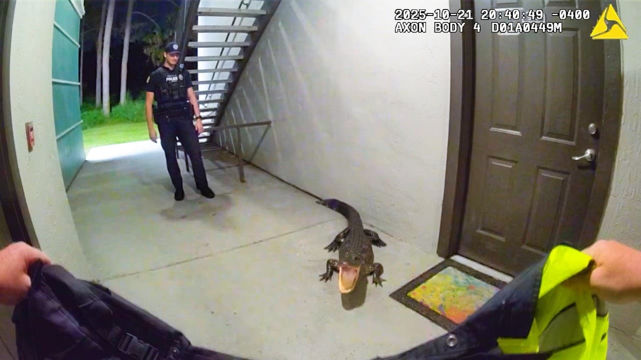 Thumbnail for Florida Cops Face Off Against Angry Gator
