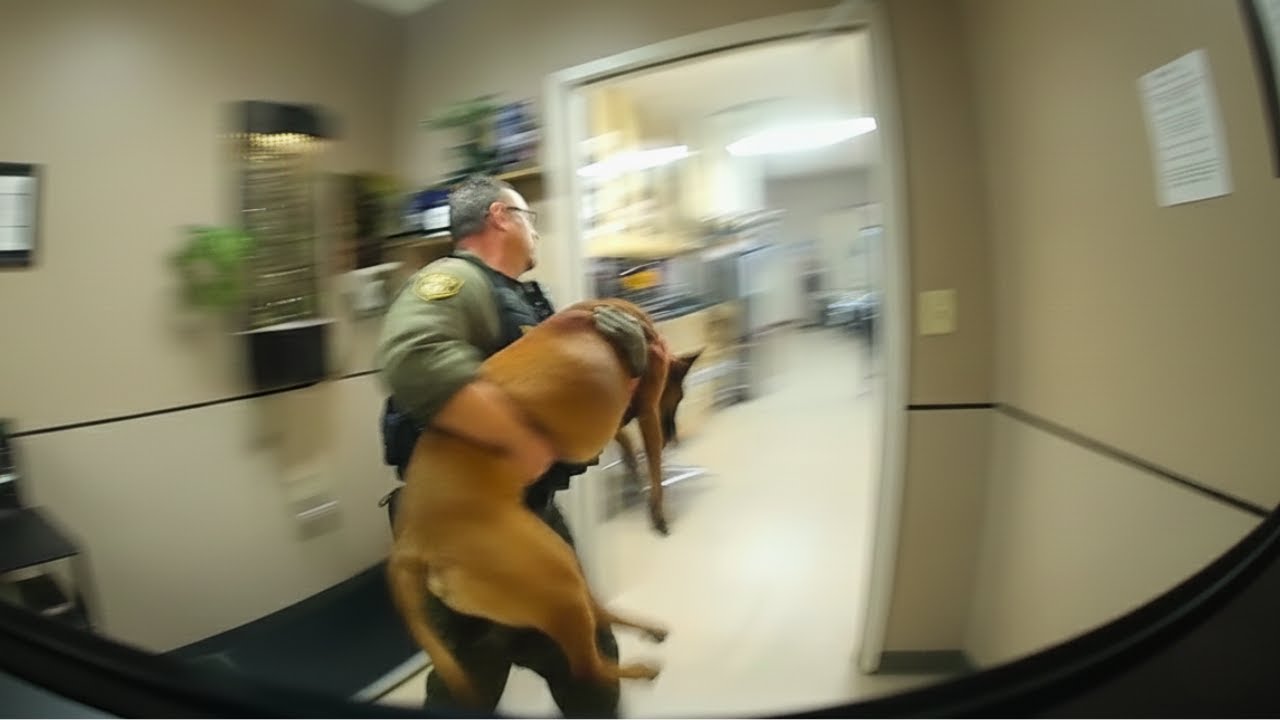 Thumbnail for Man Gets Instant Karma After Shooting Police Dog